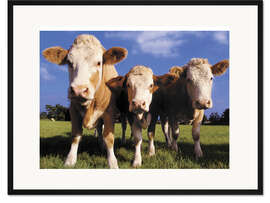 Gerahmter Kunstdruck Drei Kühe