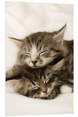 Foam board print Two cats sleeping