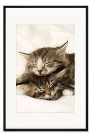 Gerahmter Kunstdruck Zwei schlafende Kätzchen