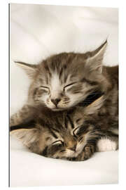 Galleriprint Two cats sleeping