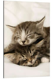 Magnettafel Zwei schlafende Kätzchen