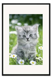 Gerahmter Kunstdruck graues Kätzchen