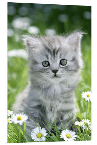 Gallery print Kitten in garden