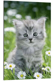 Magnettafel graues Kätzchen