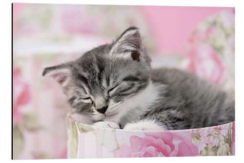 Aluminium print Sleeping grey kitten