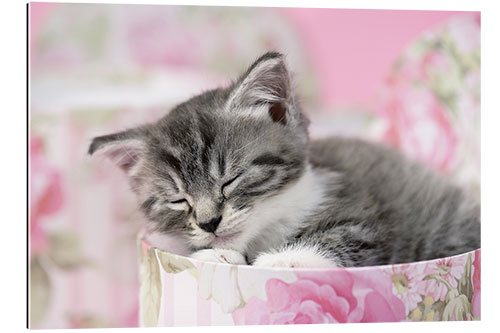 Galleriprint Sleeping grey kitten