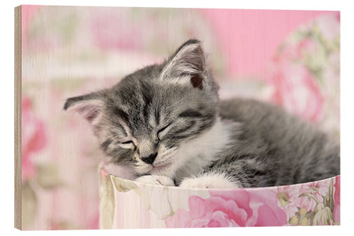 Wood print Sleeping grey kitten