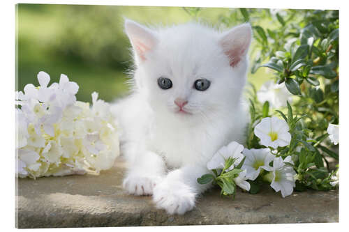 Acrylglas print White cat in flowers