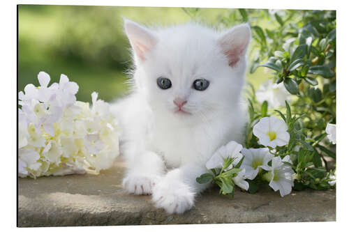 Aluminium print White cat in flowers