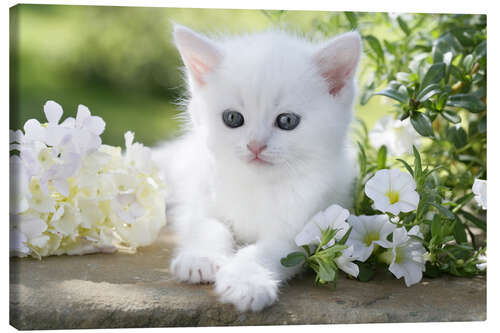 Obraz na płótnie White cat in flowers