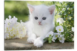 Gallery print White cat in flowers