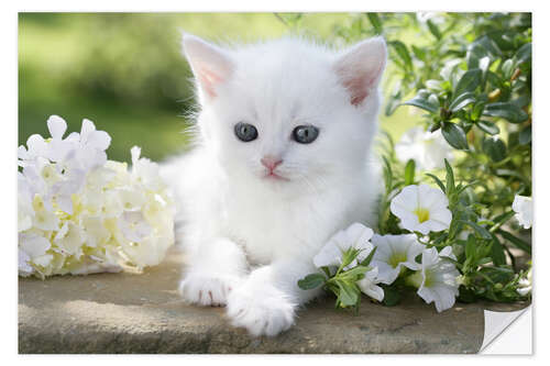 Naklejka na ścianę White cat in flowers