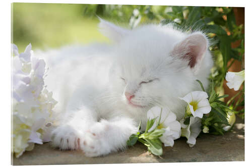 Acrylic print Kitten asleep in bushes