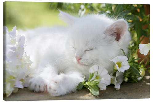 Canvas print Kitten asleep in bushes