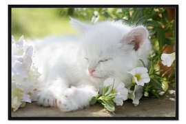 Gerahmter Kunstdruck Mietz in der Sonne