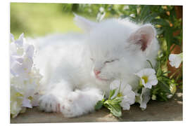 Foam board print Kitten asleep in bushes