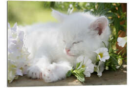 Gallery print Kitten asleep in bushes