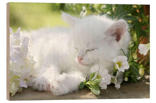 Trebilde Kitten asleep in bushes