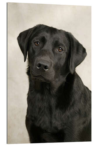 Gallery print Black Labrador