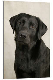 Magnettafel Schwarzer Labrador