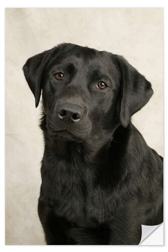 Selvklebende plakat Black Labrador