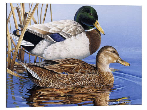 Cuadro de aluminio Mallards