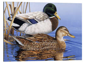 Cuadro de aluminio Mallards