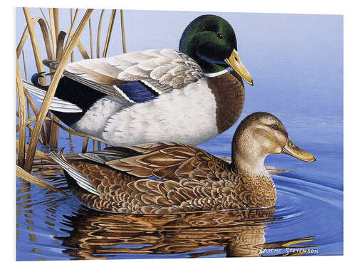 PVC print Mallards