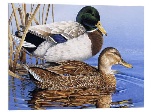 Gallery print Mallards