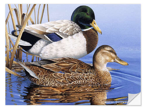 Muursticker Mallards