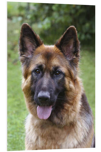 Obraz na PCV German Shepherd