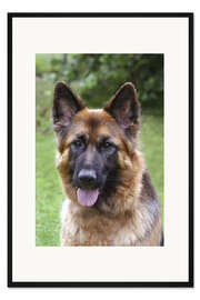 Gerahmter Kunstdruck Deutscher Schäferhund