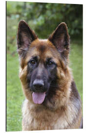 Magnettafel Deutscher Schäferhund