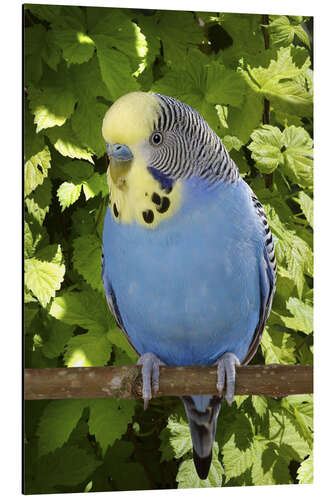 Aluminiumsbilde Budgie on branch