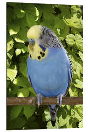 Gallery print Budgie on branch