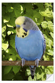 Selvklebende plakat Budgie on branch