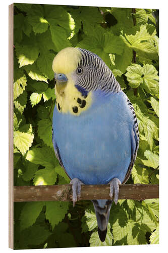 Puutaulu Budgie on branch