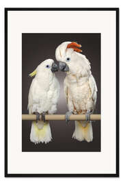 Gerahmter Kunstdruck Kakadu Liebe