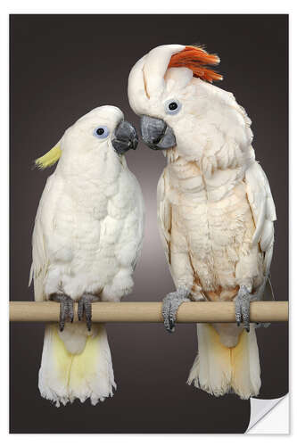 Wall sticker Cockatoo love