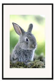 Gerahmter Kunstdruck Graues Kaninchen