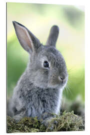 Gallery print Grey rabbit