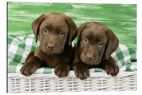 Tableau en aluminium Chiots labrador chocolat