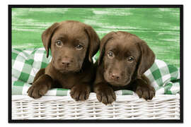 Gerahmter Kunstdruck Labradorwelpen im Körbchen