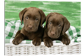 Gallery print Chocolate Labrador puppies