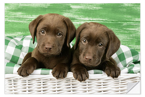 Wall sticker Chocolate Labrador puppies