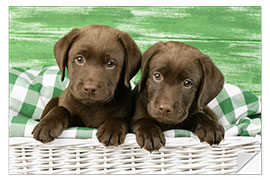 Sticker mural Chiots labrador chocolat