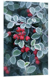 PVC print Berries of Holly