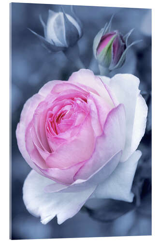 Tableau en verre acrylique Douceur d'une rose naissante