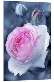 Aluminium print Sweet rose blossom