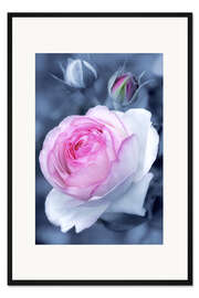 Gerahmter Kunstdruck Süße Rosenblüte